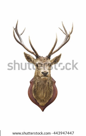 Stuffed deer head isolated on white with clipping path.