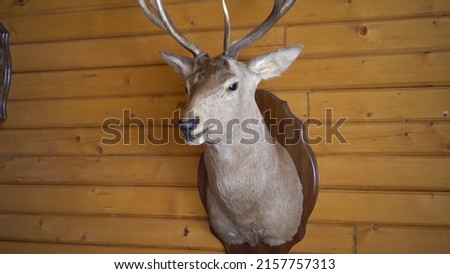 A stuffed deer on the wall. Deer head with antlers in a hunting lodge.