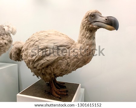 Stuffed dodo bird, an extinct flightless bird from Mauritius, east of Madagascar in the Indian Ocean.
