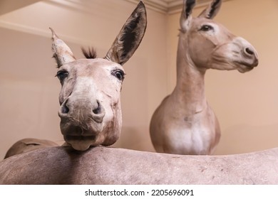 Stuffed Donkeys In A Glass Enclosure At A Museum