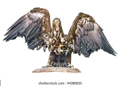 stuffed eagle isolated on a white background