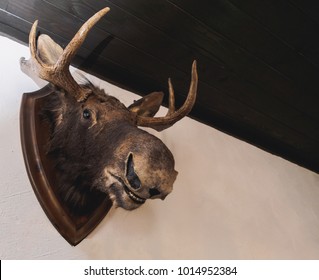 Stuffed Elk Deer Head On The Wall Of Hunter House.