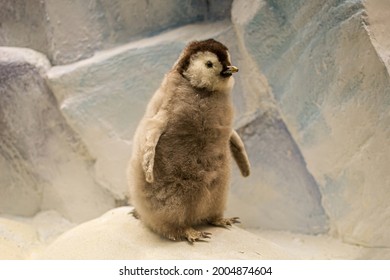 a stuffed emperor penguin chick, little penguin