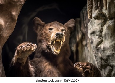 A Stuffed European Brown Bear Depicted In A Cave.