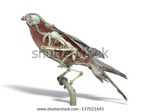 Stuffed falcon bird with skeleton inside isolated over white background