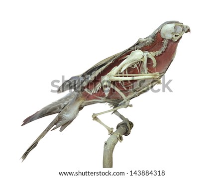 Stuffed falcon bird with skeleton inside isolated over white background