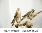 Stuffed female American kestrel (Falco sparverius) specimens