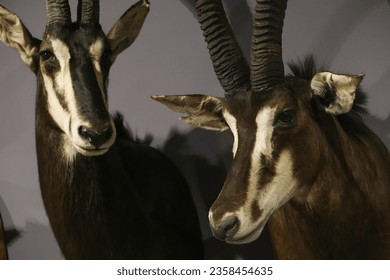 A stuffed impala antelope at the museum.