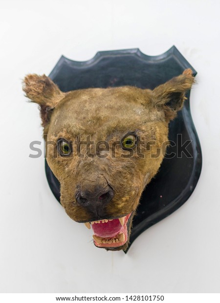 stuffed lion head