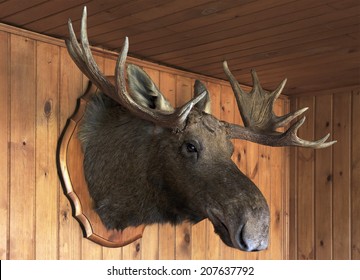 stuffed moose head