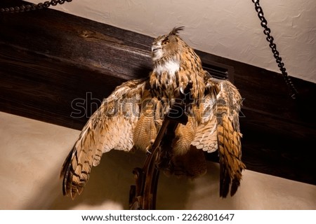 A stuffed owl in a hunting lodge. Stuffed brown owl with open wings