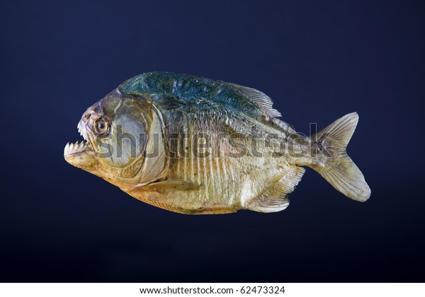 stuffed animal piranha fish