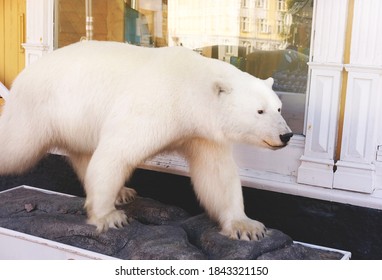 Stuffed Polar Bear, Animal Theme And Backgrounds
