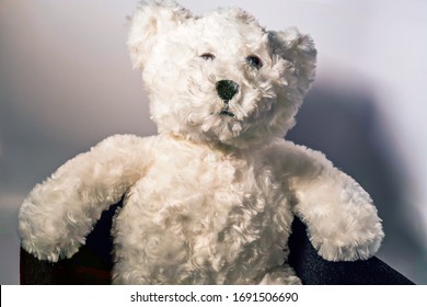 Stuffed Polar Bear On A White Background