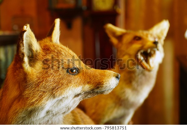 Stuffed Red Fox decorate\
in home. Red Fox Taxidermy, Selective focus, toned image and free\
space for text.