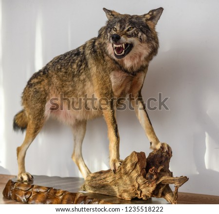 stuffed roaring wolf