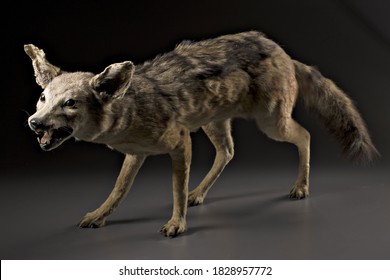 Stuffed specimen of Jackal (Canis aureus) with black background - Shutterstock ID 1828957772