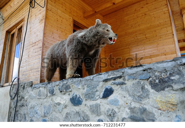 Stuffed Taxidermied Small Mountain Bear On Stock Photo Edit Now