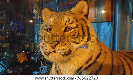 Stuffed Tiger in Store Window