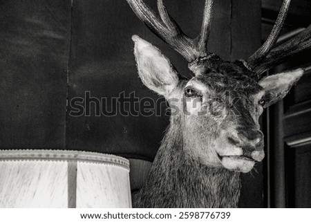 stuffed wapiti deer, trophy room, castle of Count Branicki, Montrésor, Indre and Loire, France