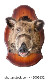 Stuffed Wild Boar Head On White, Taxidermy