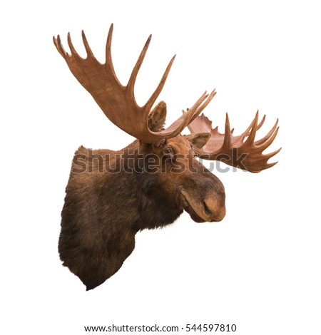 Stuffing moose isolated on white background