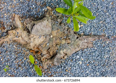 stump