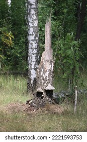 The Stump Of A Broken Birch Tree Close Up