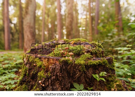 The stump is covered with moss. There are mushrooms growing on the beautiful stump. A close-up of a cut tree against a forest backdrop. 
