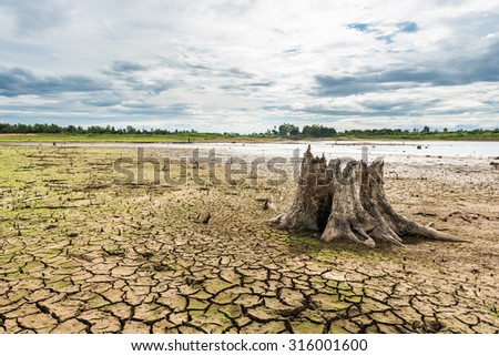 Stump with cracked mud in the bottom of a river showing drought