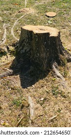 Stump Of A Cut Down Tree And Green Grass . Environmental Damage