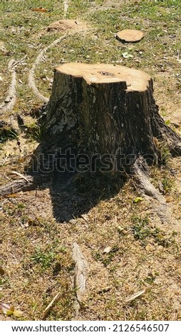 Stump of a cut down tree and green grass . Environmental Damage