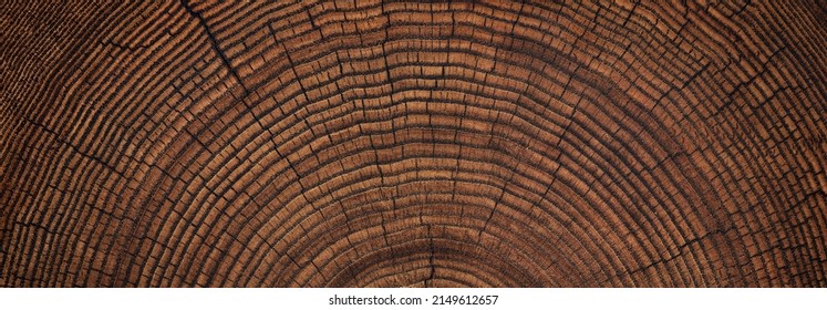 stump cut texture, tree rings wood background  - Powered by Shutterstock