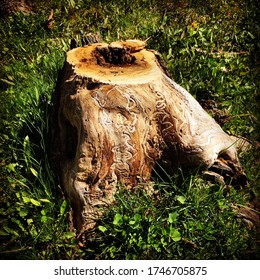 Stump Of A Dead Ash Tree. The Perfectly Visible Traces Of The Emerald Ash Borer Leave No Doubt As To The Cause Of The Tree's Death.