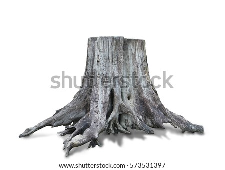 Stump dead tree isolated on white background. This has clipping path.                         