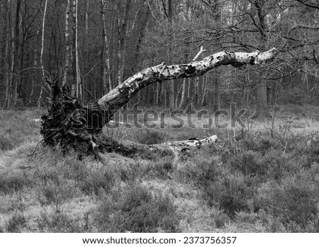 Stump of a fallen birch tree seen in wintertime.       