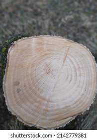 The Stump Of A Felled Ash Tree Is A Section Of The Trunk With Annual Rings