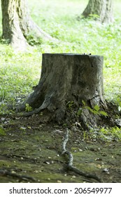 Stump In The Forest