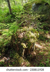 stump in the forest