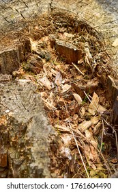 A Stump In A Forest That Is Slowly Falling Apart, Decomposition