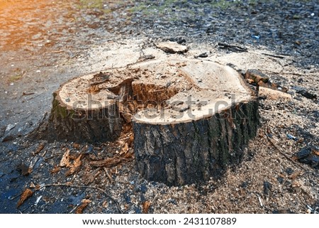 Stump of freshly cutted rotten tree in the city. Rotten tree stump texture background. Decayed rotten hole in an old tree trunk. Gardening In the city, tree rot and decay
 商業照片 © 