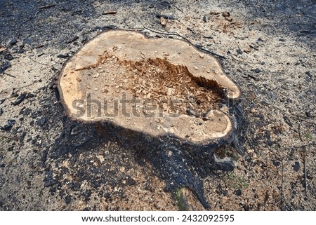 Stump of freshly cutted rotten tree in the city. Rotten tree stump texture background. Decayed rotten hole in an old tree trunk. Gardening In the city, tree rot and decay 商業照片 © 