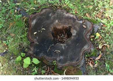 Stump In The Grass Close-up