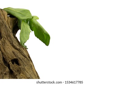 stump and green leaf isolated on white background