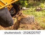 Stump grinder machine is grinding a tree stump in a garden, creating wood chips. Selective focus