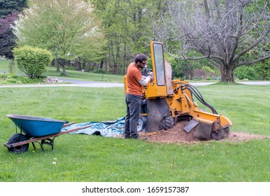 Stump Grinder And Worker Chip Up A Tree Stump In A Clients Yard