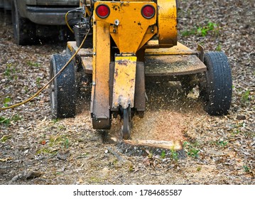 A Stump Grinding  Machine Removing A Stump From Cut Down Tree