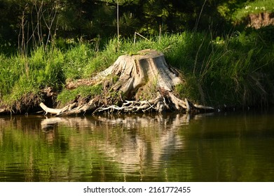 A Stump Of A Large Tree Cut Down By The River