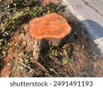 stump, A large tree stump sits in a field of green grass. The stump is surrounded by leaves and branches, and it is a part of a larger tree that has been cut down