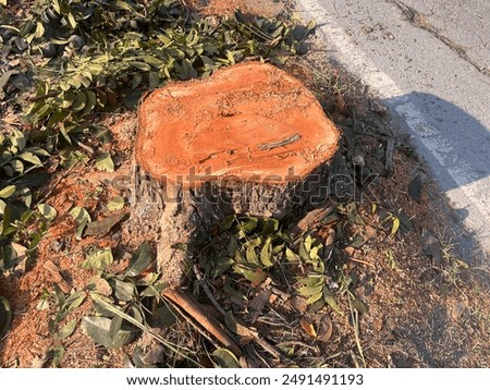 stump, A large tree stump sits in a field of green grass. The stump is surrounded by leaves and branches, and it is a part of a larger tree that has been cut down